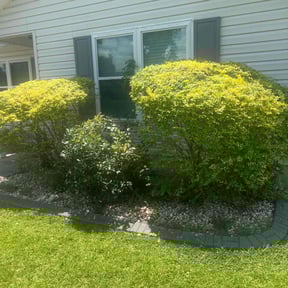 Bush Trimming by Lawns and more reviewed on August 16, 2025