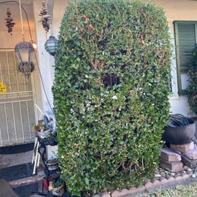 Bush Trimming by Gmiller & HMR Lawncare& Landscape reviewed on August 17, 2025
