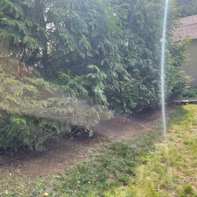 Bush Trimming by Gordon Lawn Care Service reviewed on August 20, 2025