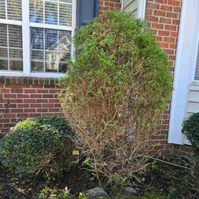 Bush Trimming by Royal cuts landscape reviewed on June 24, 2026