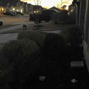 Bush Trimming by Peter Razo reviewed on February 26, 2026