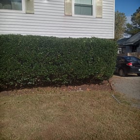 Bush Trimming by The Boot Lawn Care reviewed on August 19, 2025