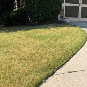 Bush Trimming by Mowin By Tommy LLC reviewed on August 25, 2026