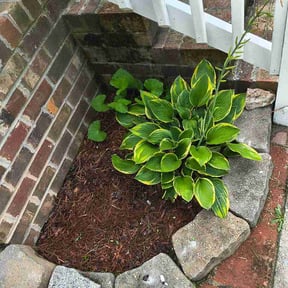 Flower Bed Weeding by Precision Lawncare reviewed on July 27, 2026