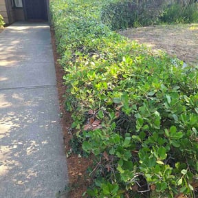 Bush Trimming by Redline Roofing LLC reviewed on August 15, 2025