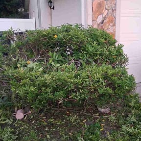 Bush Trimming by LynchMarc LLC reviewed on May 27, 2025