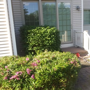 Bush Trimming by Master. Outdoor Services reviewed on September 7, 2019