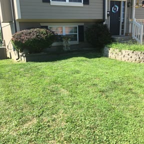 Bush Trimming by Pristine Property Renewal reviewed on August 21, 2025