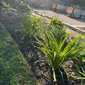 Flower Bed Weeding by Bigdogs Property Maintenance reviewed on September 15, 2026