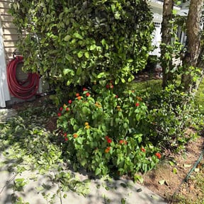 Bush Trimming by Bloomingdale Landscaping LLC reviewed on October 13, 2026