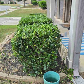 Bush Trimming by IIP Snow Removal &amp; Landscaping reviewed on September 17, 2026