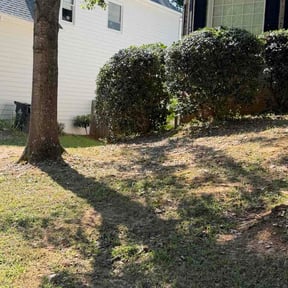Bush Trimming by DT &amp; BT MAINTENANCE reviewed on September 13, 2026