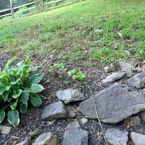 Flower Bed Weeding by Mad Landscaping reviewed on September 12, 2026