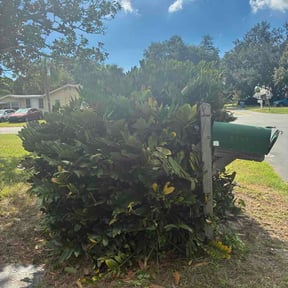 Bush Trimming by Marquez Do It All reviewed on October 14, 2026