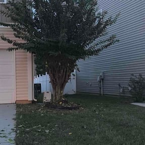Bush Trimming by Lopez lawnmower reviewed on October 12, 2026