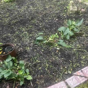 Flower Bed Weeding by Country landscaping reviewed on October 9, 2026