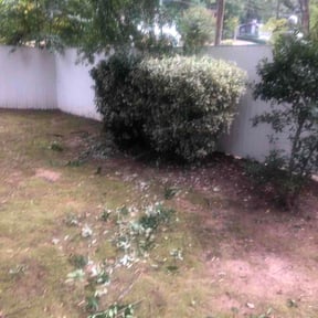 Bush Trimming by After-Hours Maintenance LLC reviewed on September 11, 2026