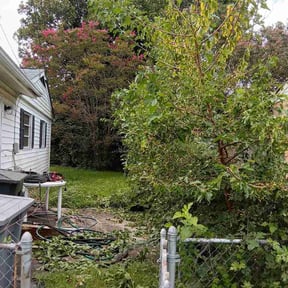 Bush Trimming by REMAVAIL PRO LAWN reviewed on August 24, 2026