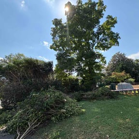 Bush Trimming by Monreals Lawn Services reviewed on September 17, 2026