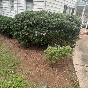 Bush Trimming by AJ’s Landscaping reviewed on August 16, 2026