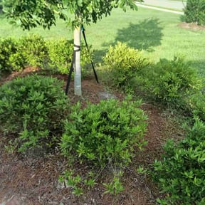 Flower Bed Weeding by Jus Biznizz Landscaping LLC reviewed on September 17, 2026