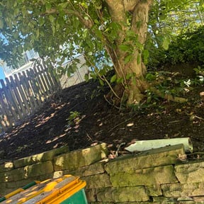Leaf Removal by VerveOutdoor reviewed on September 3, 2026