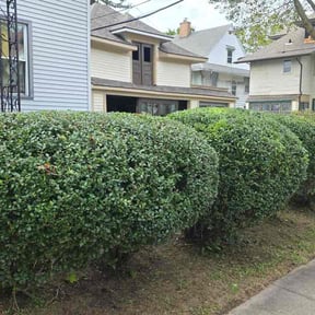 Bush Trimming by Jk Lawncare Services LLC reviewed on October 20, 2026