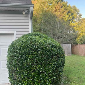Bush Trimming by EDDY'S TREE SERVICES LLC -LAWN CARE reviewed on October 12, 2026