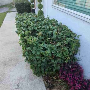 Bush Trimming by Onlyhands reviewed on September 13, 2026