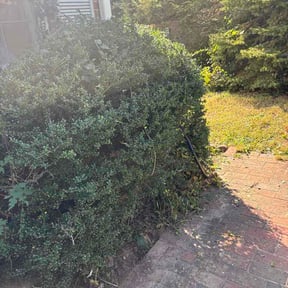Bush Trimming by Posadas landscaping services reviewed on October 10, 2026