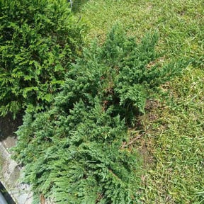 Flower Bed Weeding by T&amp;N Lawn Care reviewed on October 13, 2026