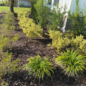 Flower Bed Weeding by Drew lawn care reviewed on August 31, 2026