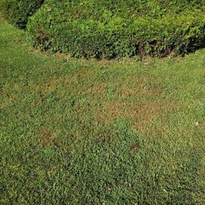 Bush Trimming by Elite Lawn Care LLC reviewed on October 13, 2026