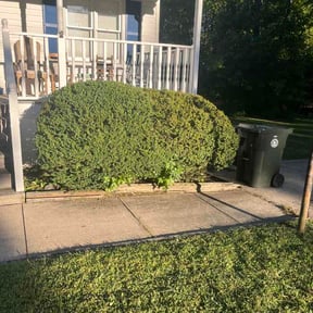 Bush Trimming by Floyd's Landscape services reviewed on October 11, 2026