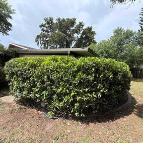 Bush Trimming by K &amp; D Lawn Services reviewed on August 27, 2026