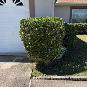 Bush Trimming by Cip lawn care reviewed on October 15, 2026