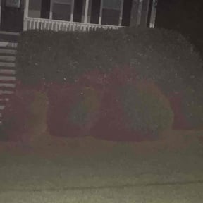 Bush Trimming by Browns lawn care reviewed on September 11, 2026