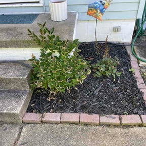 Flower Bed Weeding by Haywood's Lawn Care reviewed on October 11, 2026