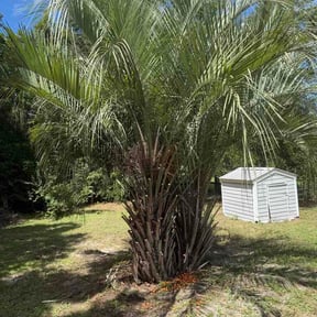 Bush Trimming by Saldana Property Care Co. reviewed on September 1, 2026