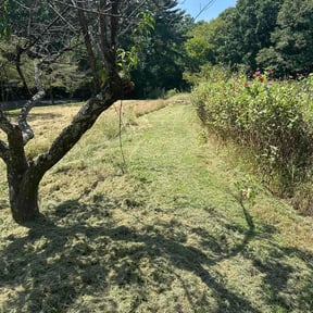 Flower Bed Weeding by Growing tree llc reviewed on October 9, 2026