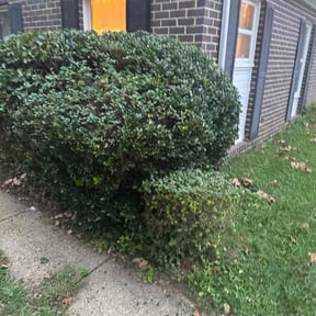 Bush Trimming by Green Carpet Landscaping reviewed on October 9, 2026