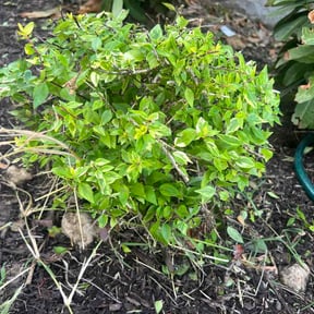 Bush Trimming by Faster All Services Llc reviewed on October 14, 2026