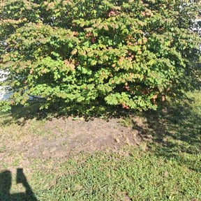 Flower Bed Weeding by Commangroundlawncare reviewed on October 10, 2026