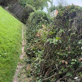 Bush Trimming by Codes Lawn Care LLC reviewed on October 14, 2026