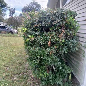 Bush Trimming by Make Your Lawn Shine reviewed on October 12, 2026