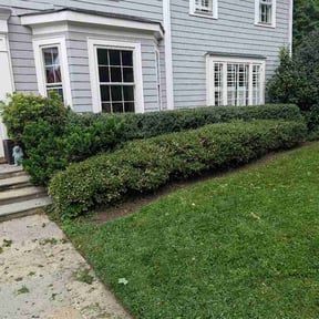 Bush Trimming by Abdu Lawn &amp; Landscape reviewed on September 12, 2026