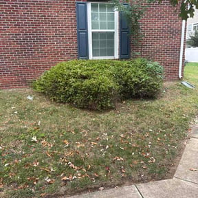 Bush Trimming by Wyleys Pro Service reviewed on October 13, 2026