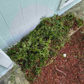 Flower Bed Weeding by Weston Ward reviewed on September 15, 2026