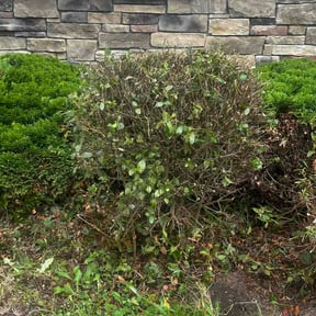Bush Trimming by Simple Solution Home Services LLC reviewed on September 13, 2026