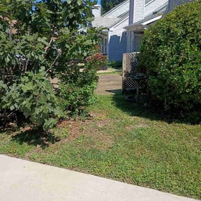 Bush Trimming by Green Carpet Landscaping reviewed on September 12, 2026